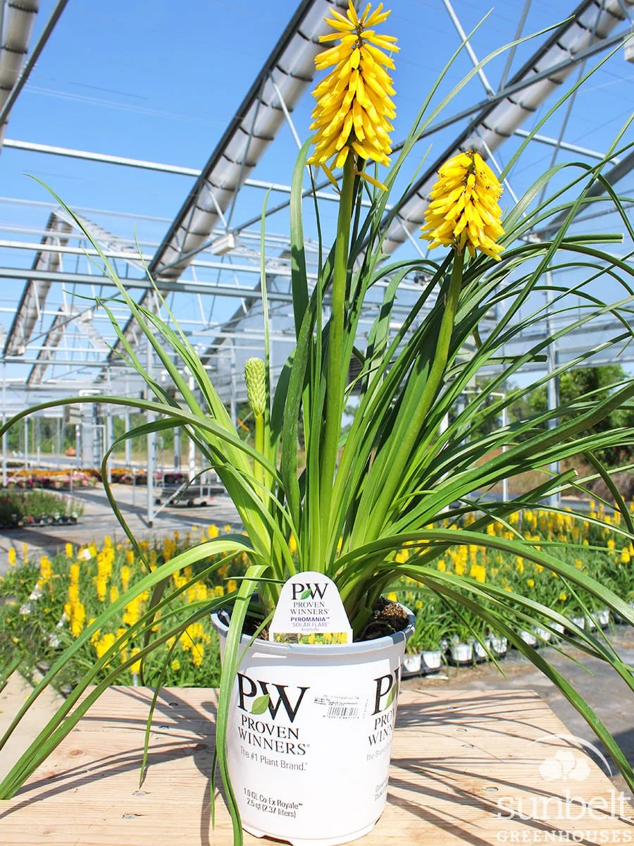 6.3" PW Kniphofia Pyromania Solar Flare