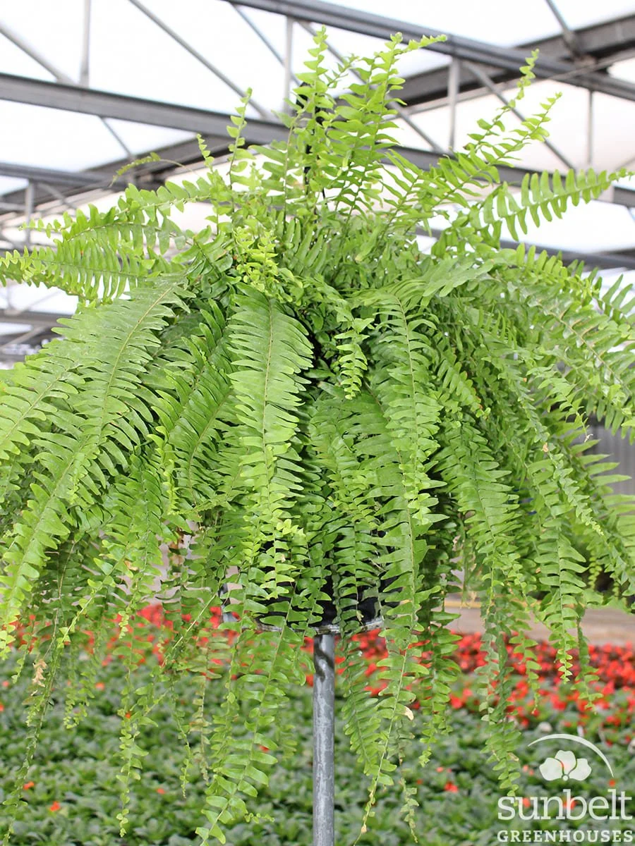 10" HB Boston Fern