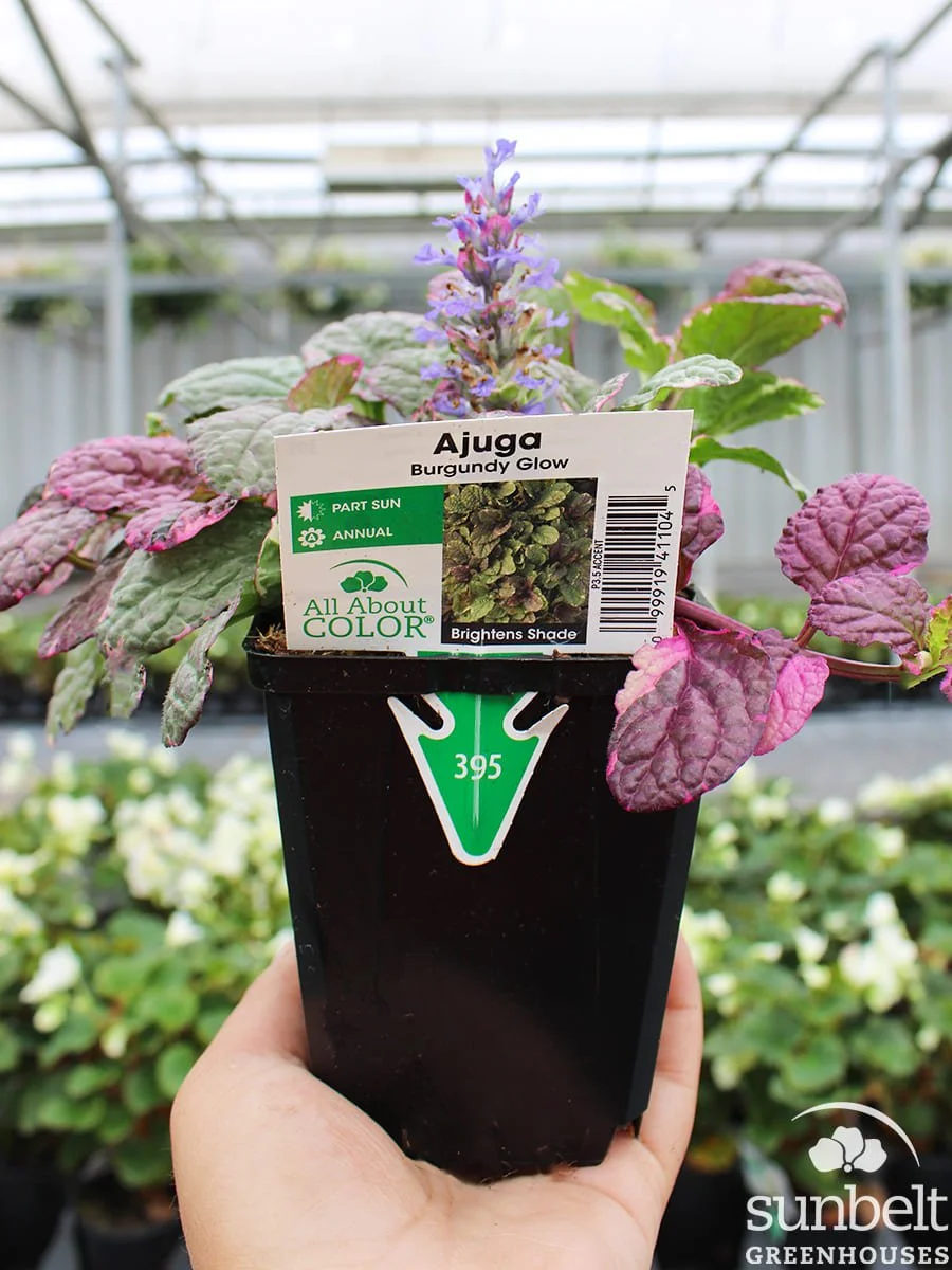 3.5" Ajuga Burgundy Glow