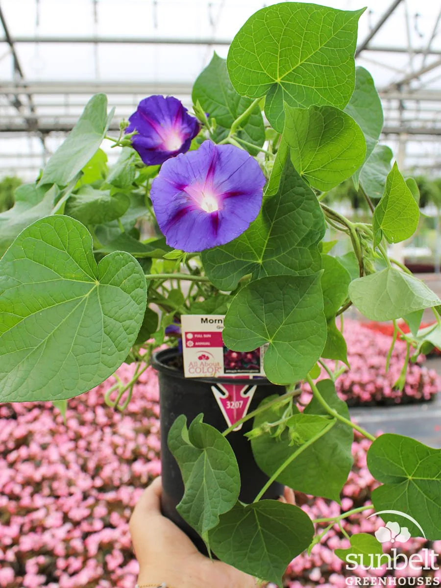 1Qt Morning Glory Grandpa Otto