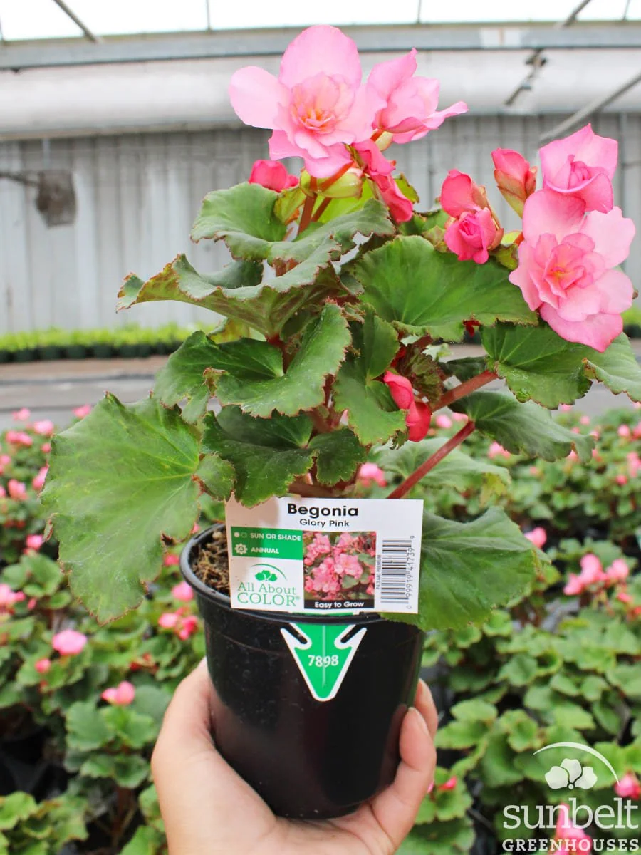 4.3" Begonia Glory Pink