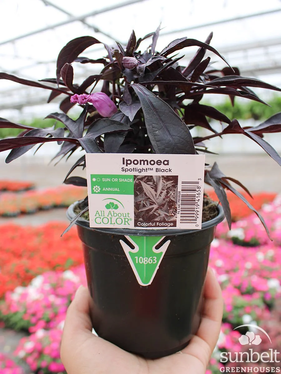 4.3" Ipomoea Spotlight Black