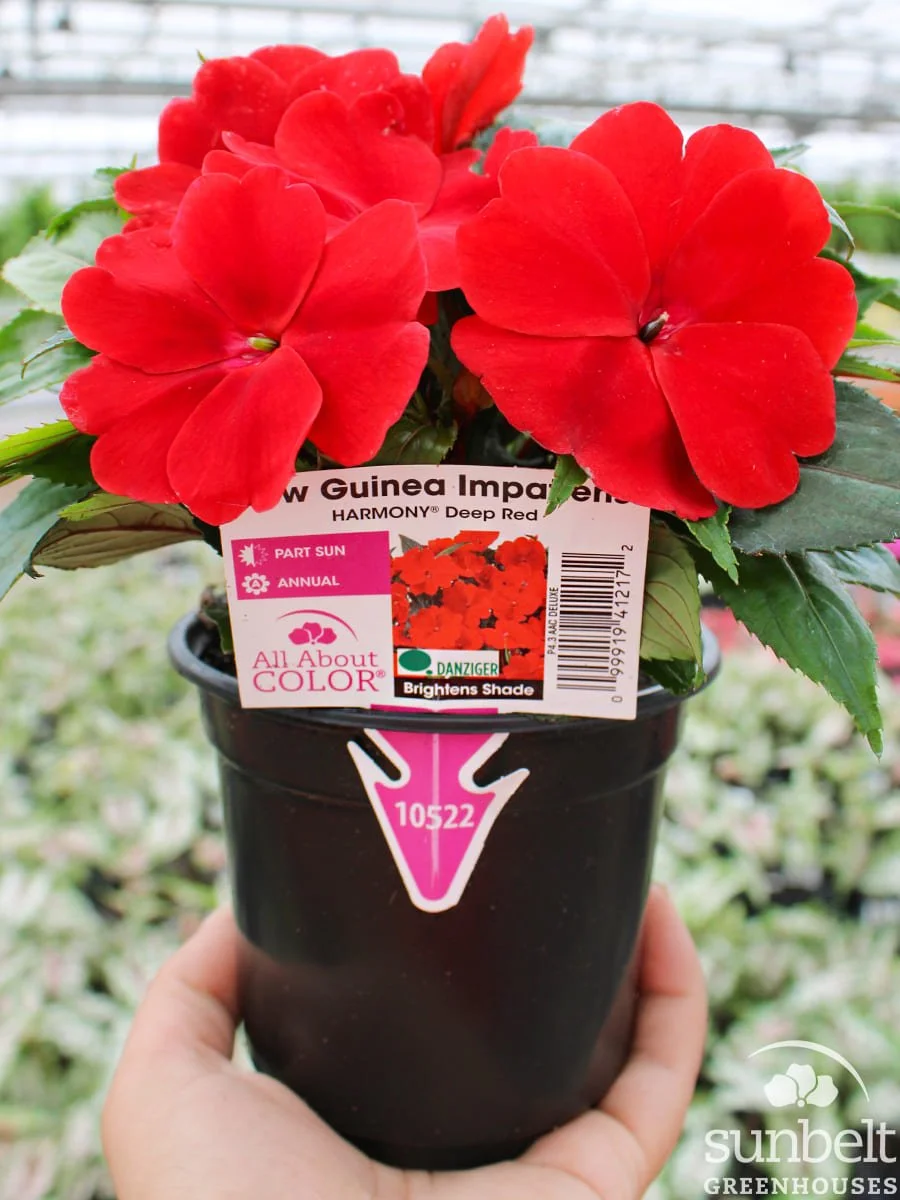4.3" NG Impatiens Harmony Deep Red