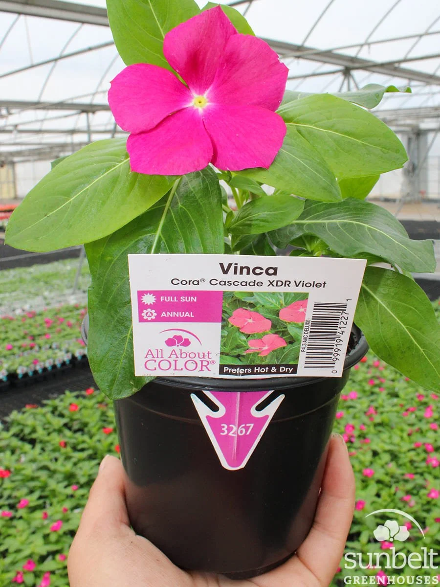 4.3" Vinca Cora Cascade XDR Violet