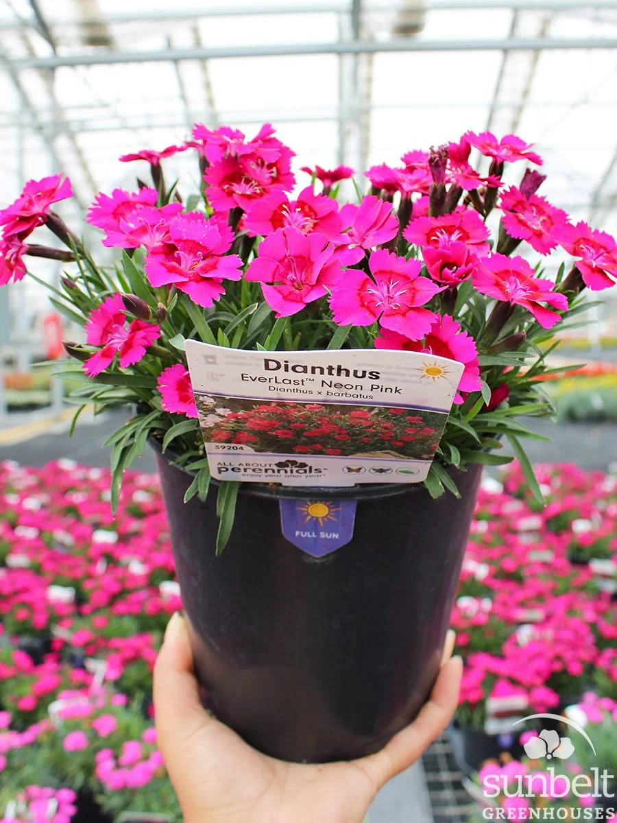 6.3" Dianthus Everlast Neon Pink