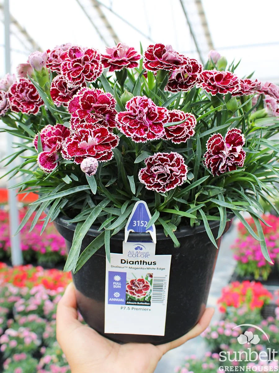 7.5" Dianthus DiaDeur Magenta/White Edge