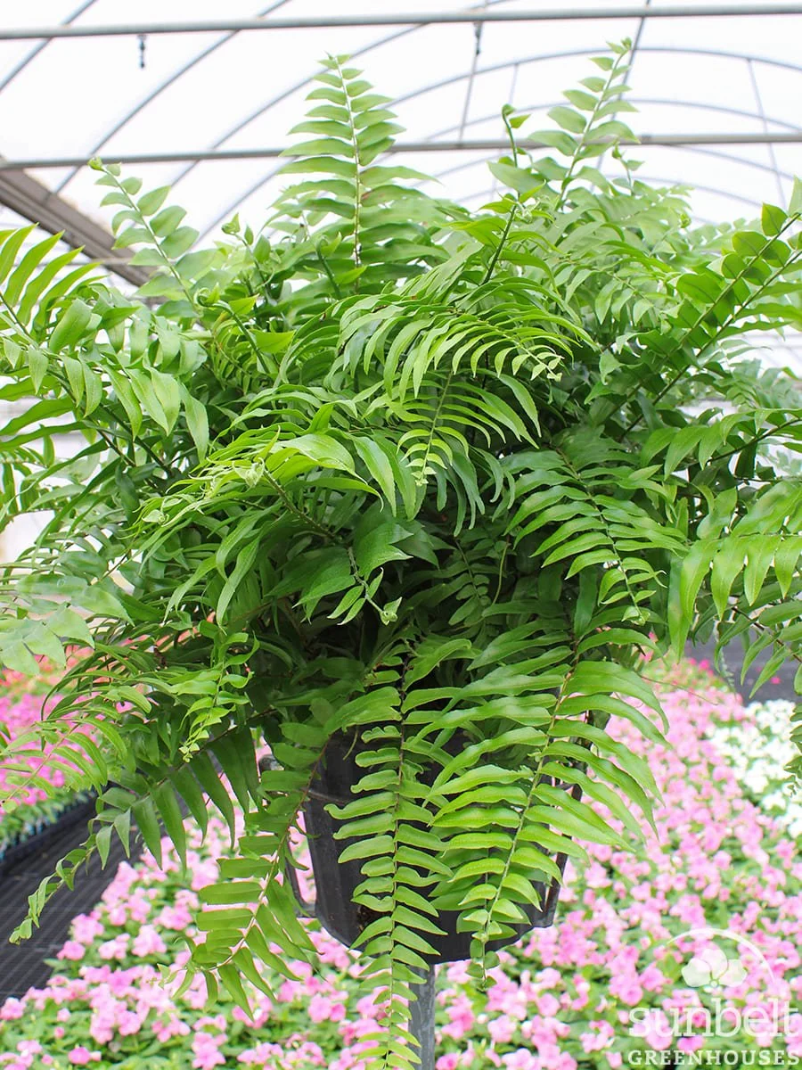 10" Macho Fern