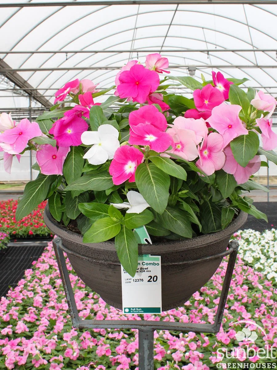 12" Bowl Vinca Cora XDR Mix