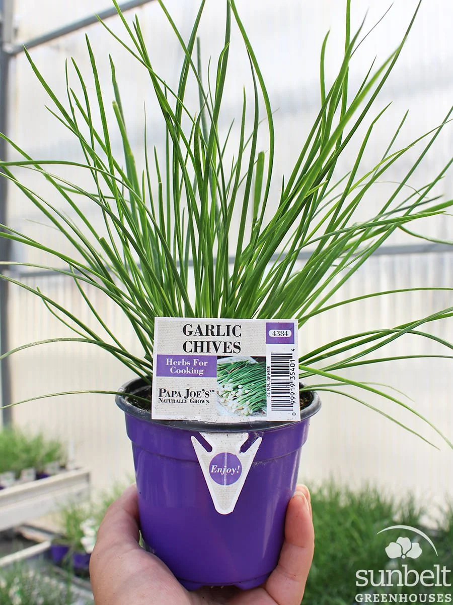 4" PPJ Chives Garlic