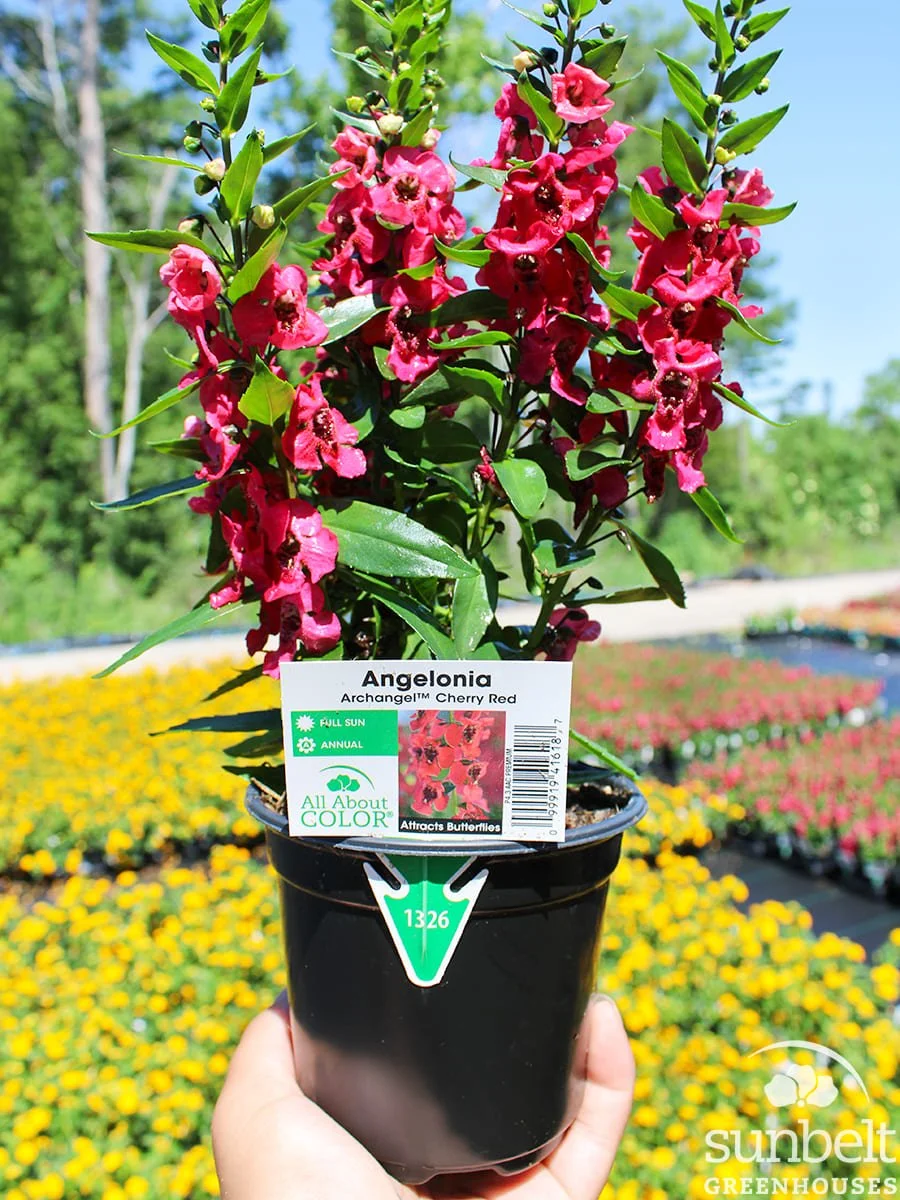 4.3" Angelonia Archangel Cherry Red