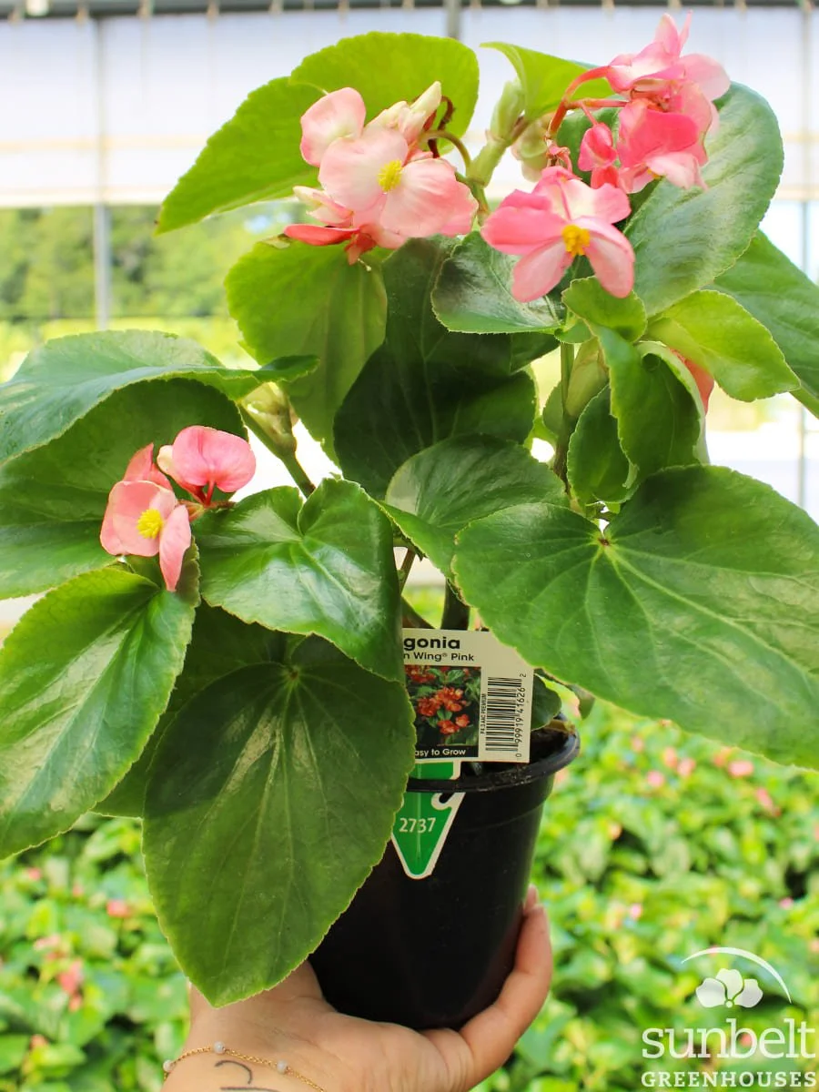 4.3" Begonia Dragon Wing Pink