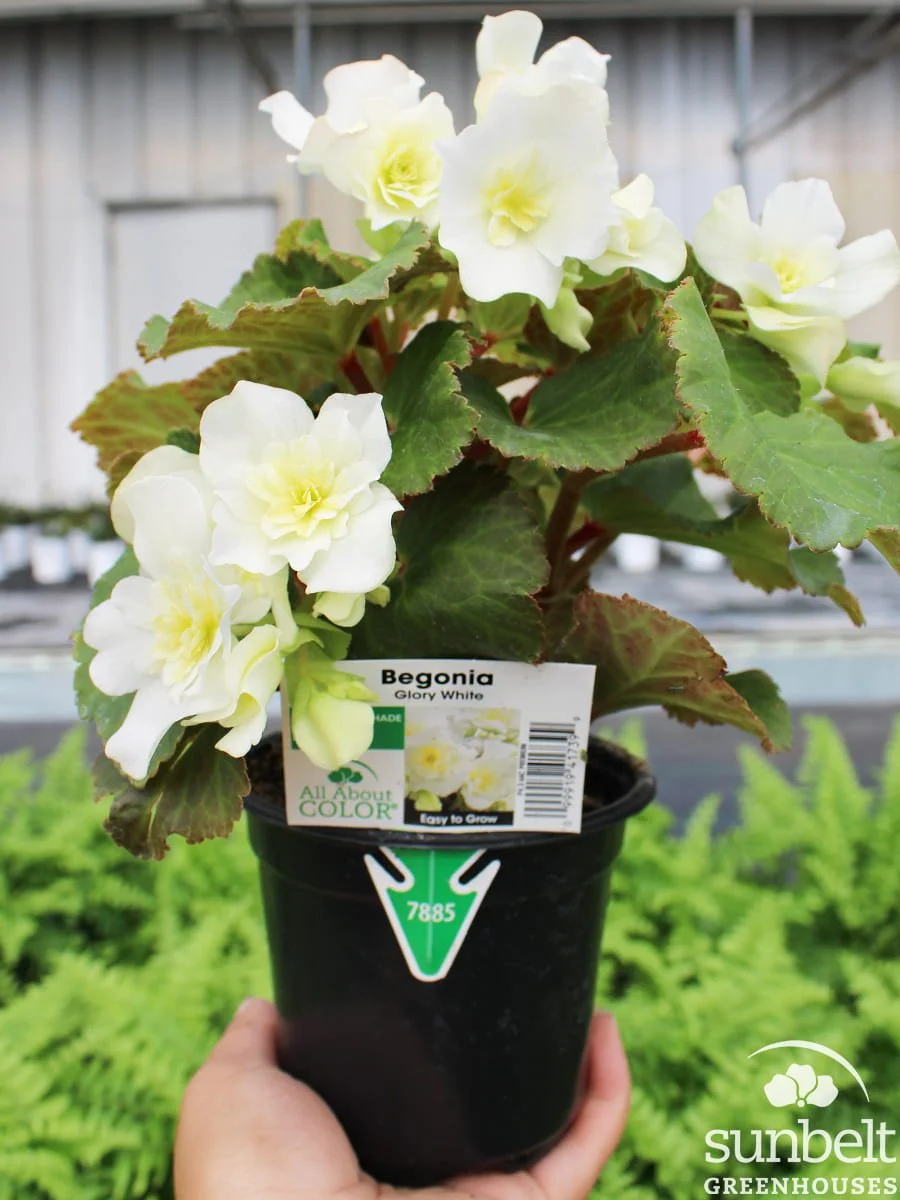 4.3" Begonia Glory White