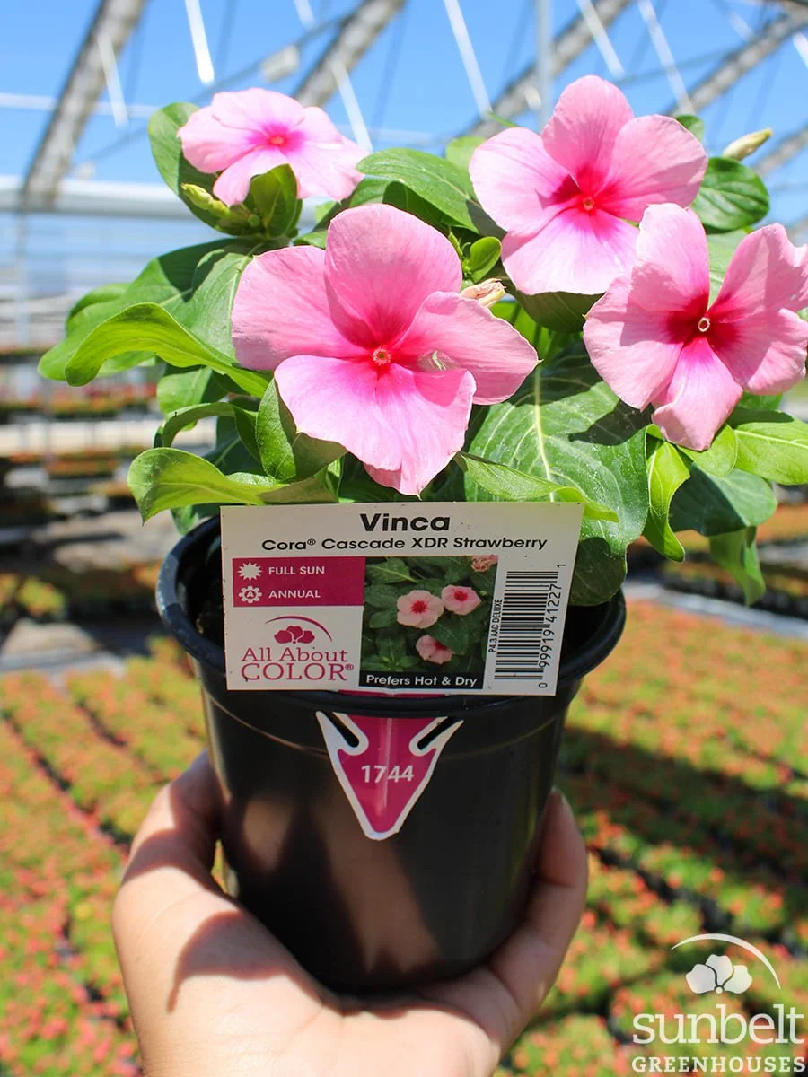 4.3" Vinca Cora Cascade XDR Strawberry