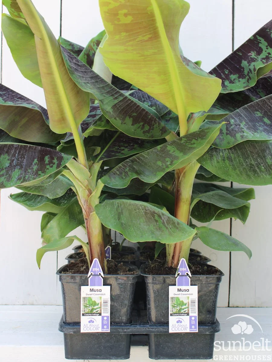 6.5" Musa Cavendish
