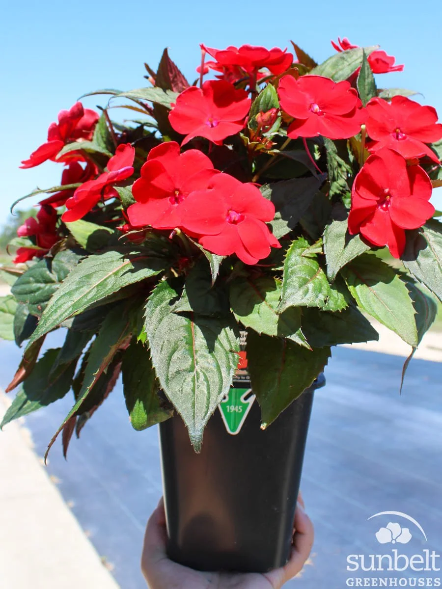 6.5" SunPatiens Comp Dp Red