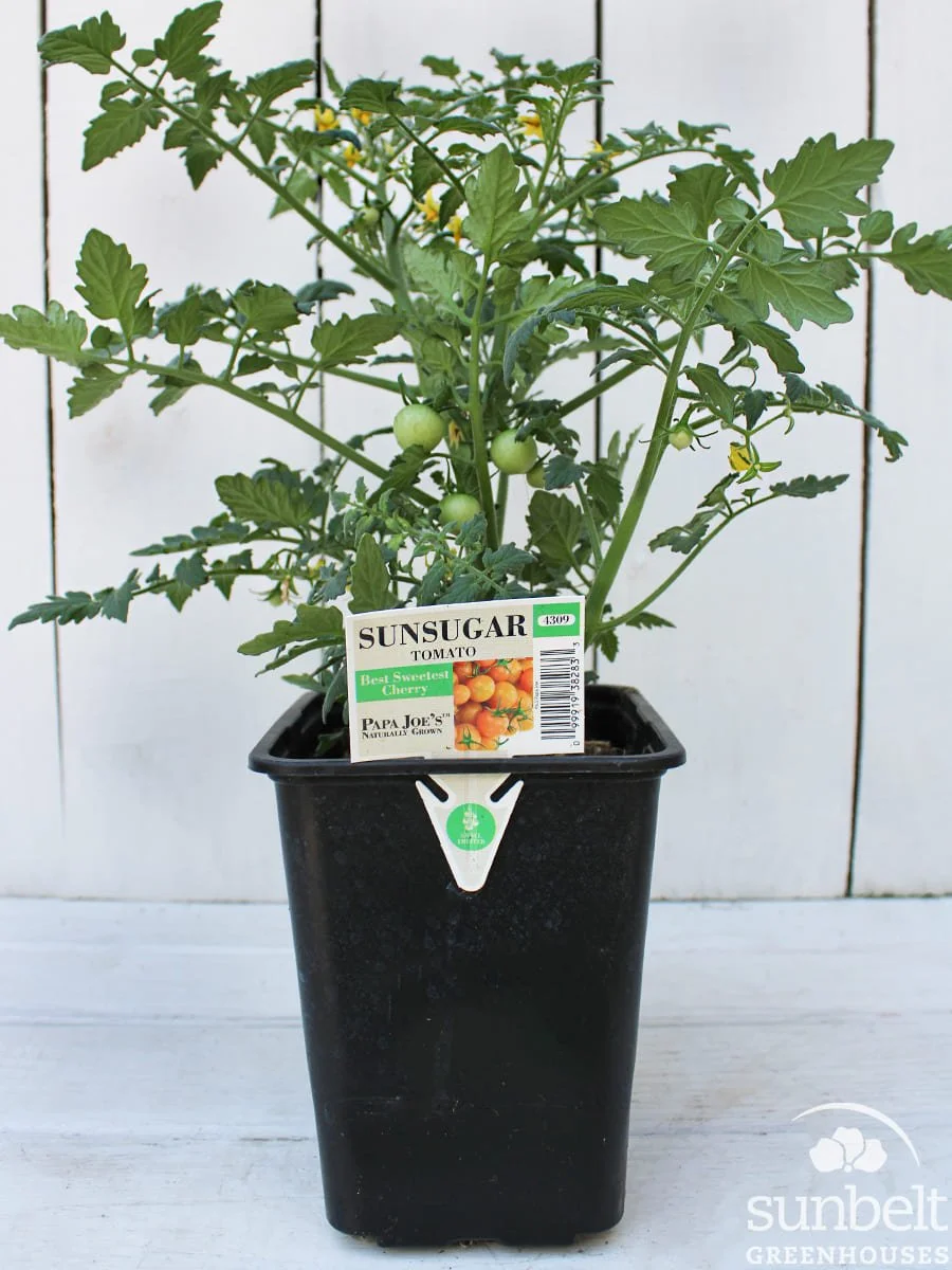 6.5" Tomato Sunsugar