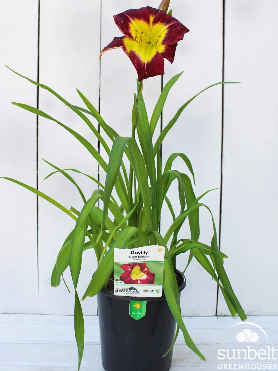 6.3" Daylily Night Beacon