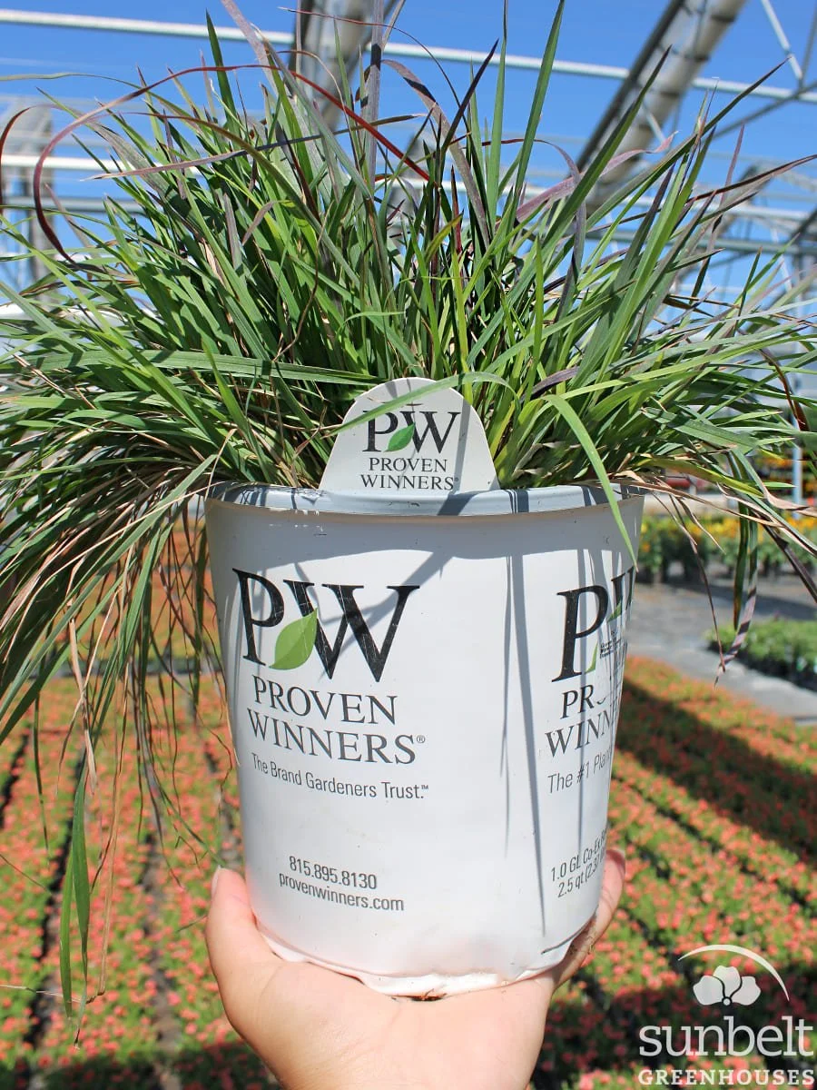 6.3" PW Grass Prairie Winds Blue Paradise