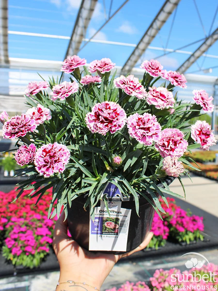 7.5" Dianthus DiaDeur Velvet/White