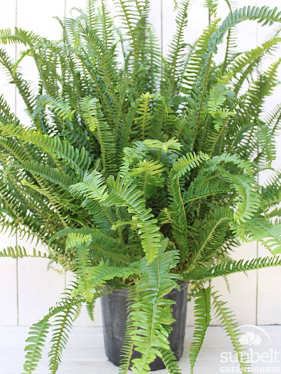 10" Kimberly Fern