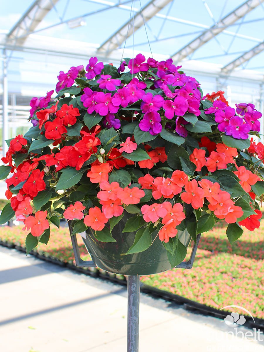 11" HB Impatiens Beacon Formula Mix Imp