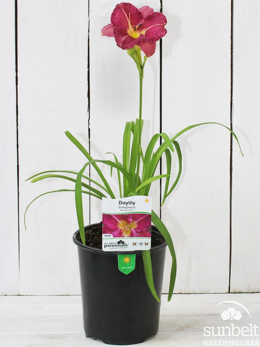 6.3" Daylily Entrapment