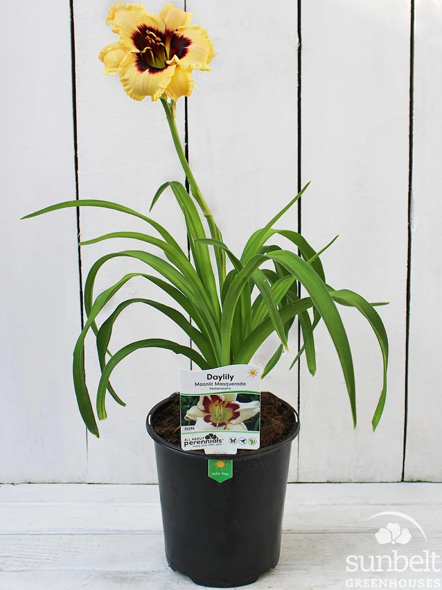 6.3" Daylily Moonlit Masquerade