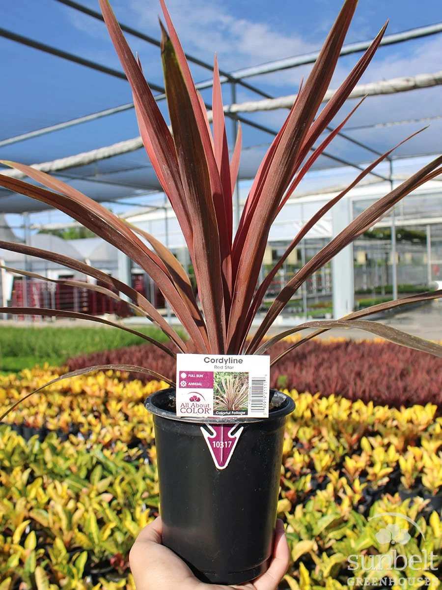 1Qt Cordyline Red Star