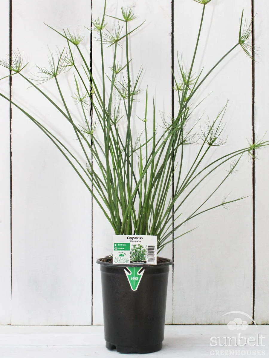 1Qt Grass Cyperus Cleopatra