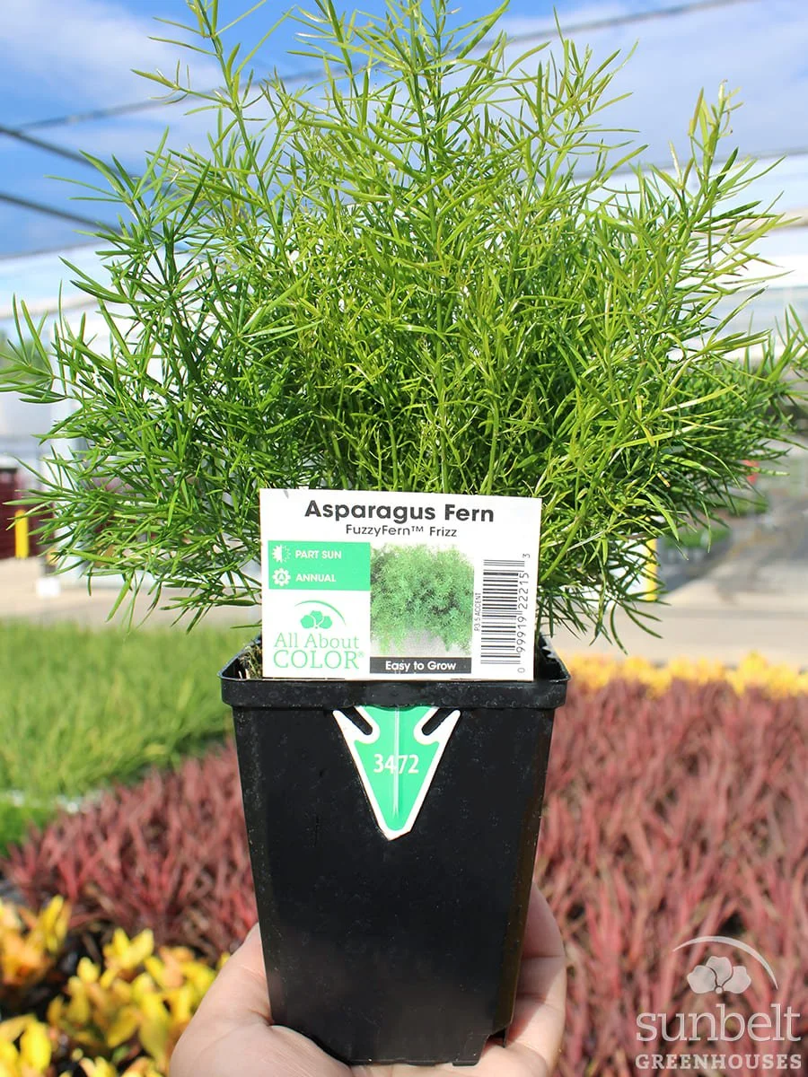 3.5" Asparagus FuzzyFern Frizz