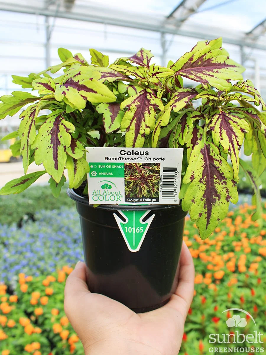 4.3" Coleus FlameThrower Chipotle