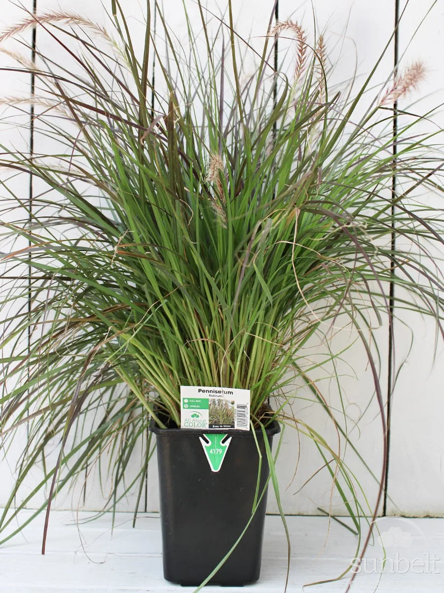 6.5" Grass Pennisetum Rubrum