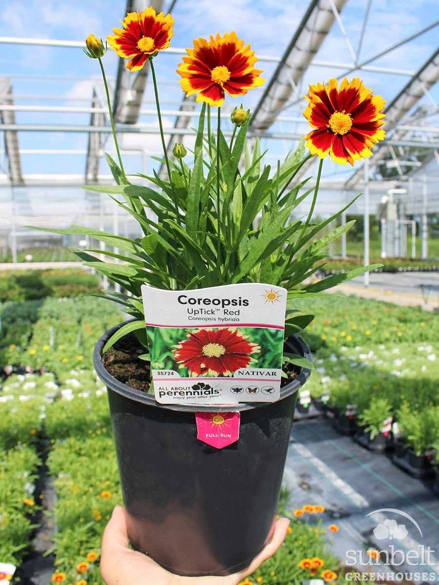 6.3" Coreopsis Red Uptick