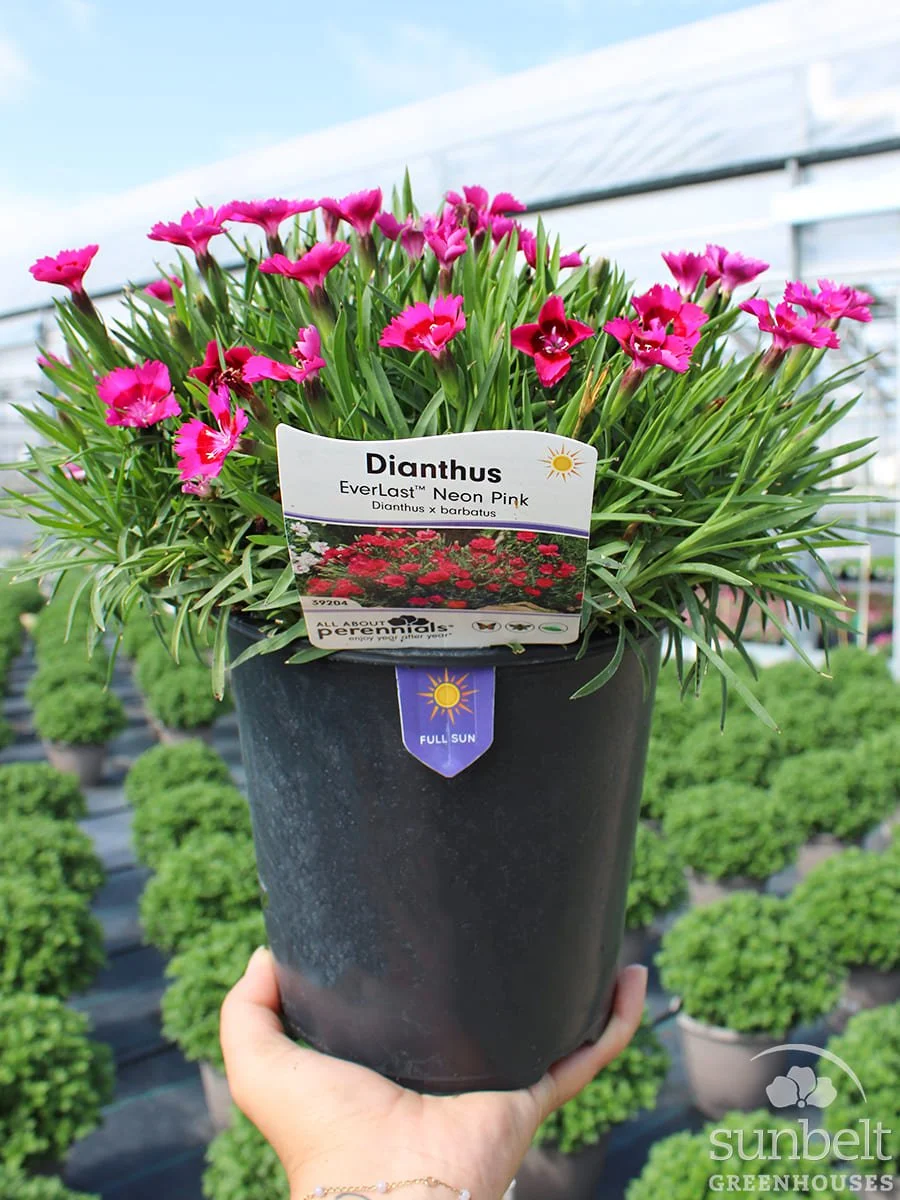 6.3" Dianthus Everlast Neon Pink