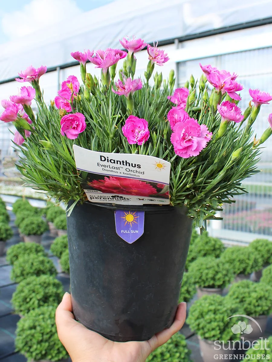 6.3" Dianthus Everlast Orchid