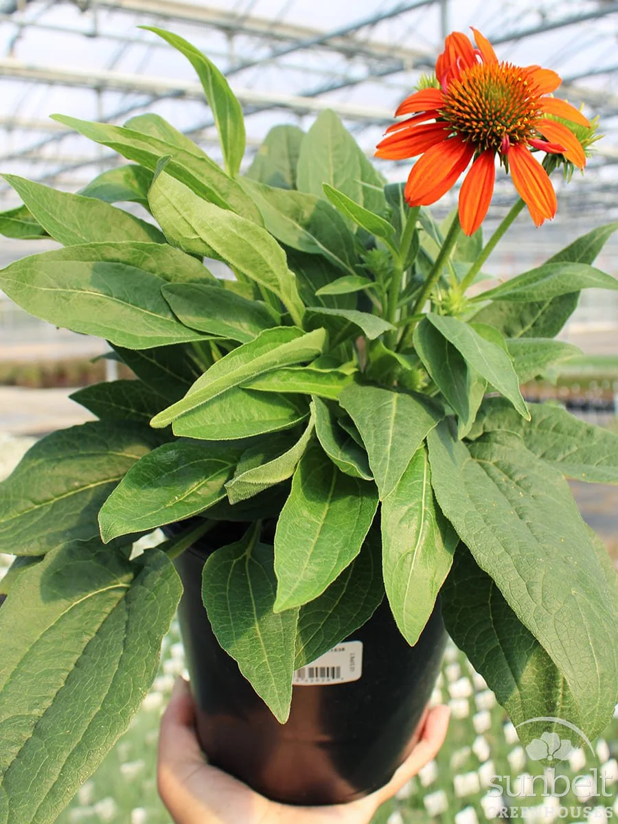 6.3" Echinachea Sombrero Adobe Orange