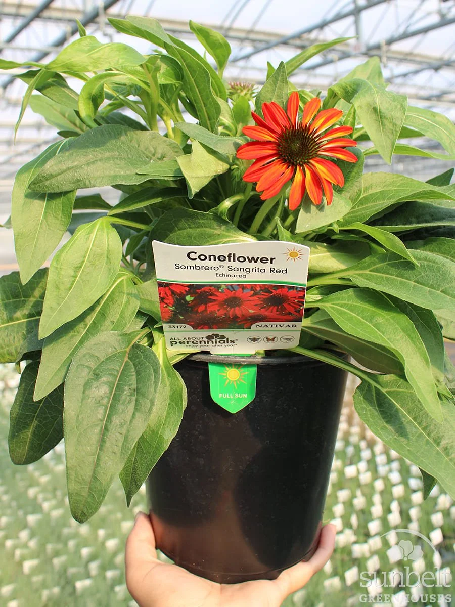 6.3" Echinachea Sombrero Sangrita Red
