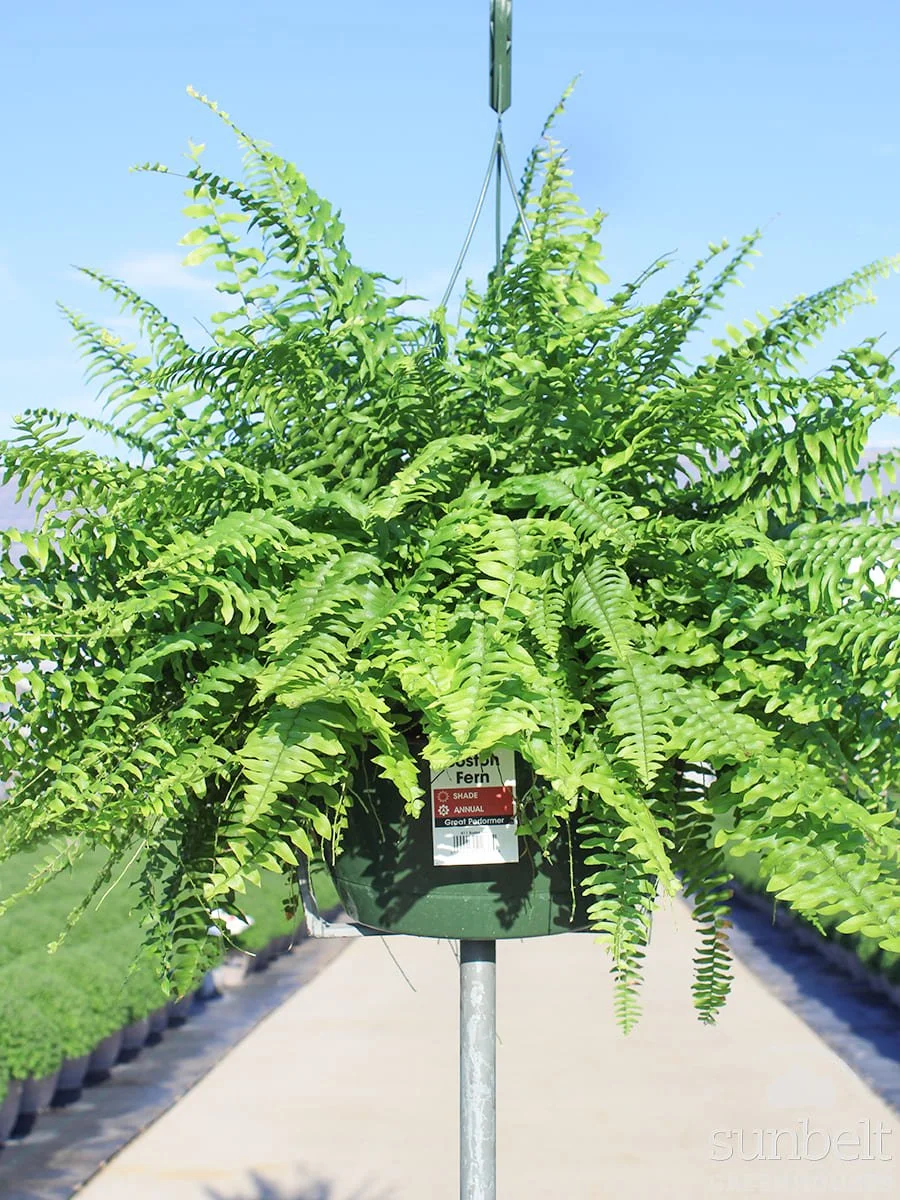 11" HB Boston Fern