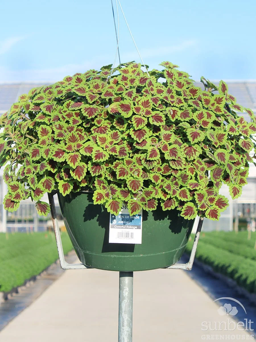11" HB Coleus Burgundy Wedding Train