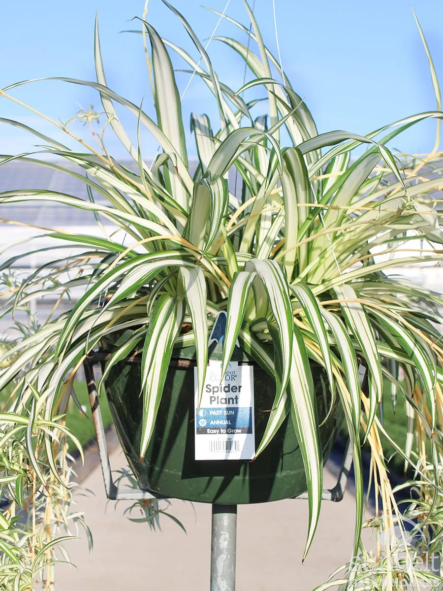11" HB Spider Plant (green edge)