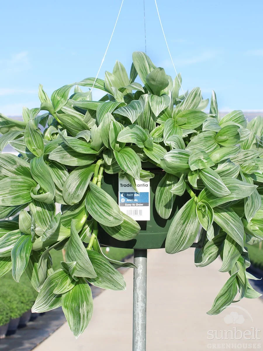 11" HB Tradescantia Pistachio White