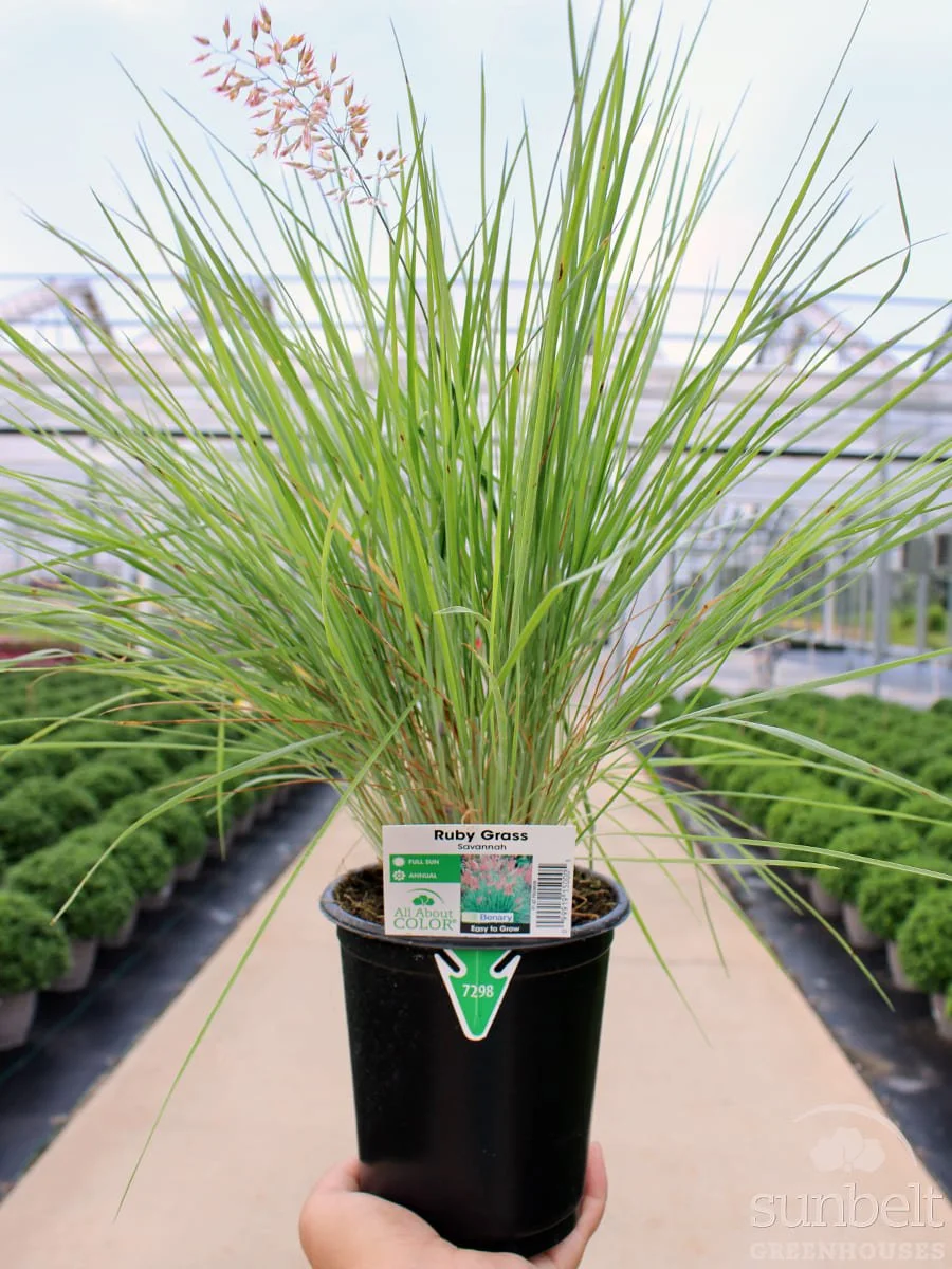 1Qt Grass Savannah