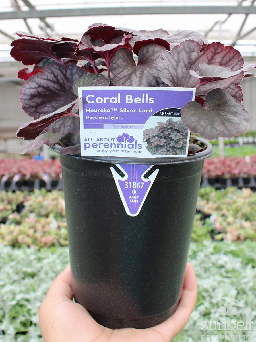 1Qt Heuchera Silver Lord