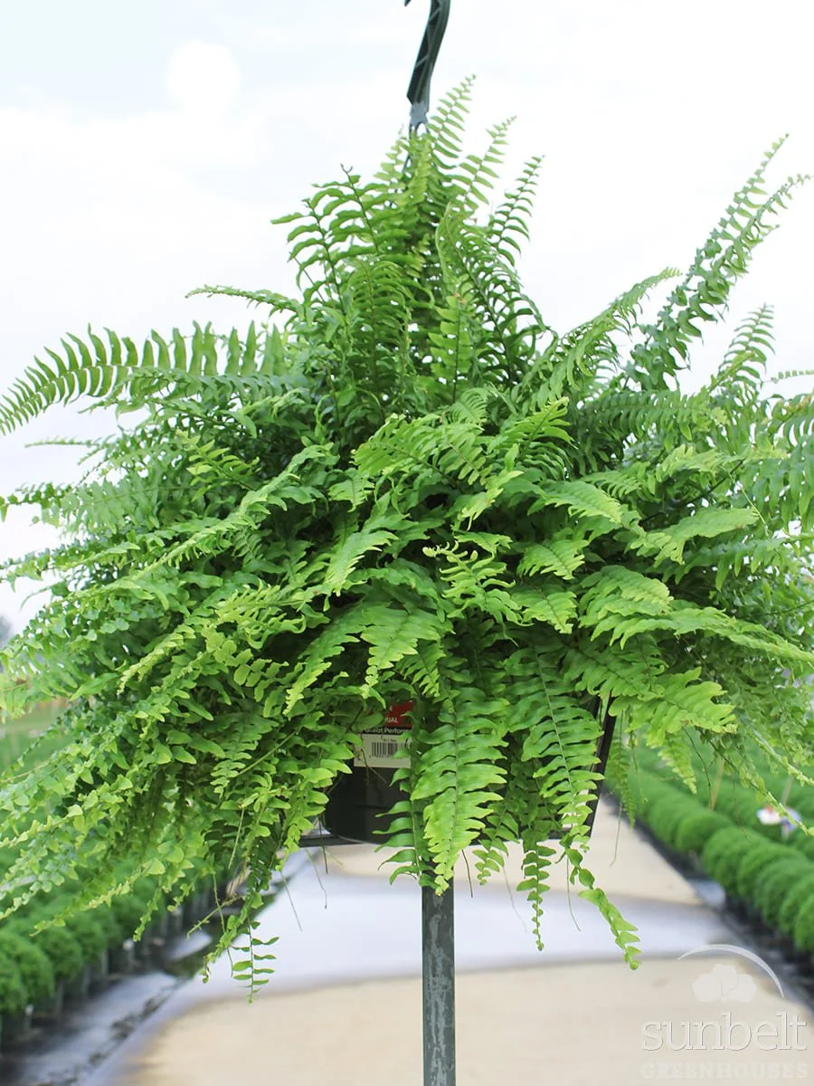 10" HB Boston Fern