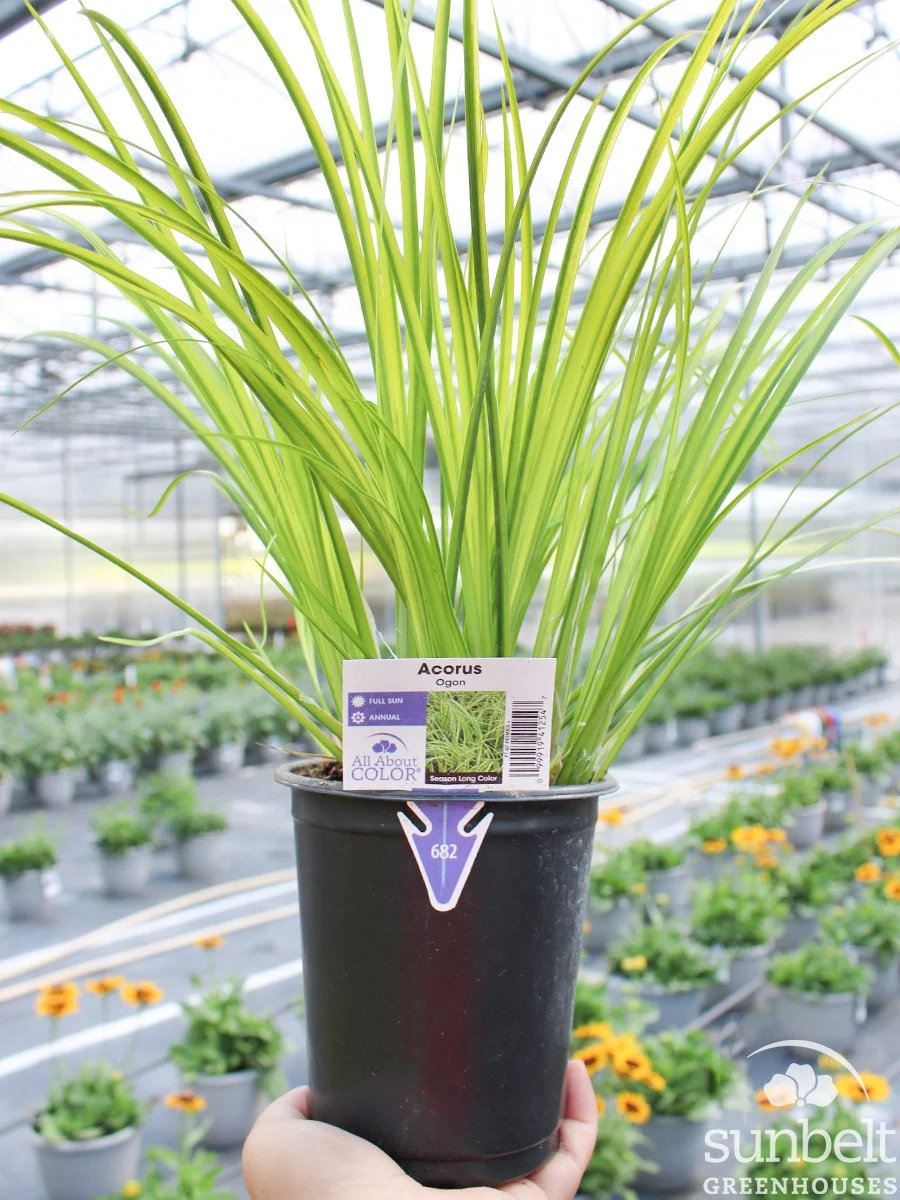 1Qt Grass Acorus Ogon