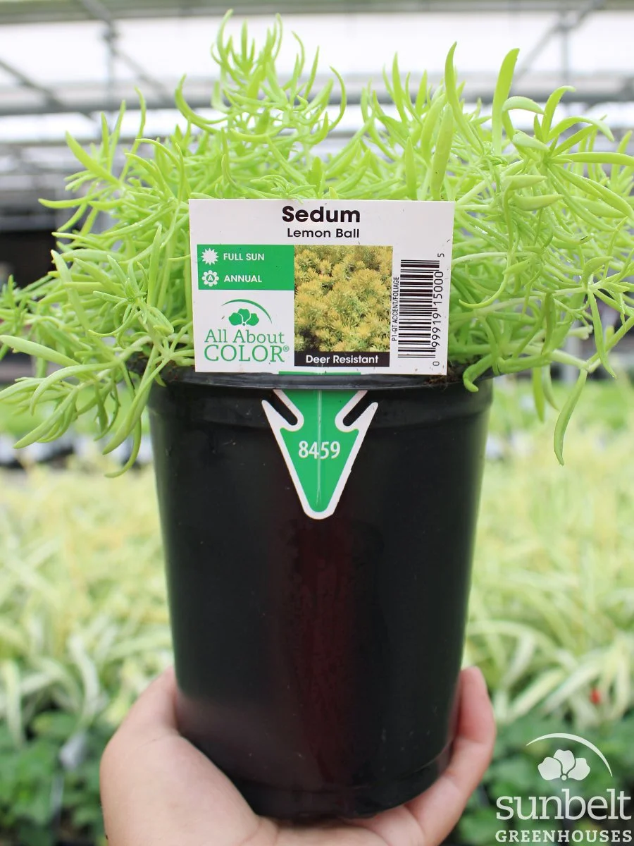 1Qt Sedum Lemon Ball