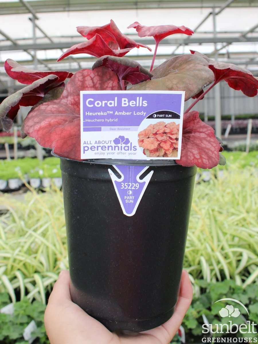 1Qt Heuchera Amber Lady