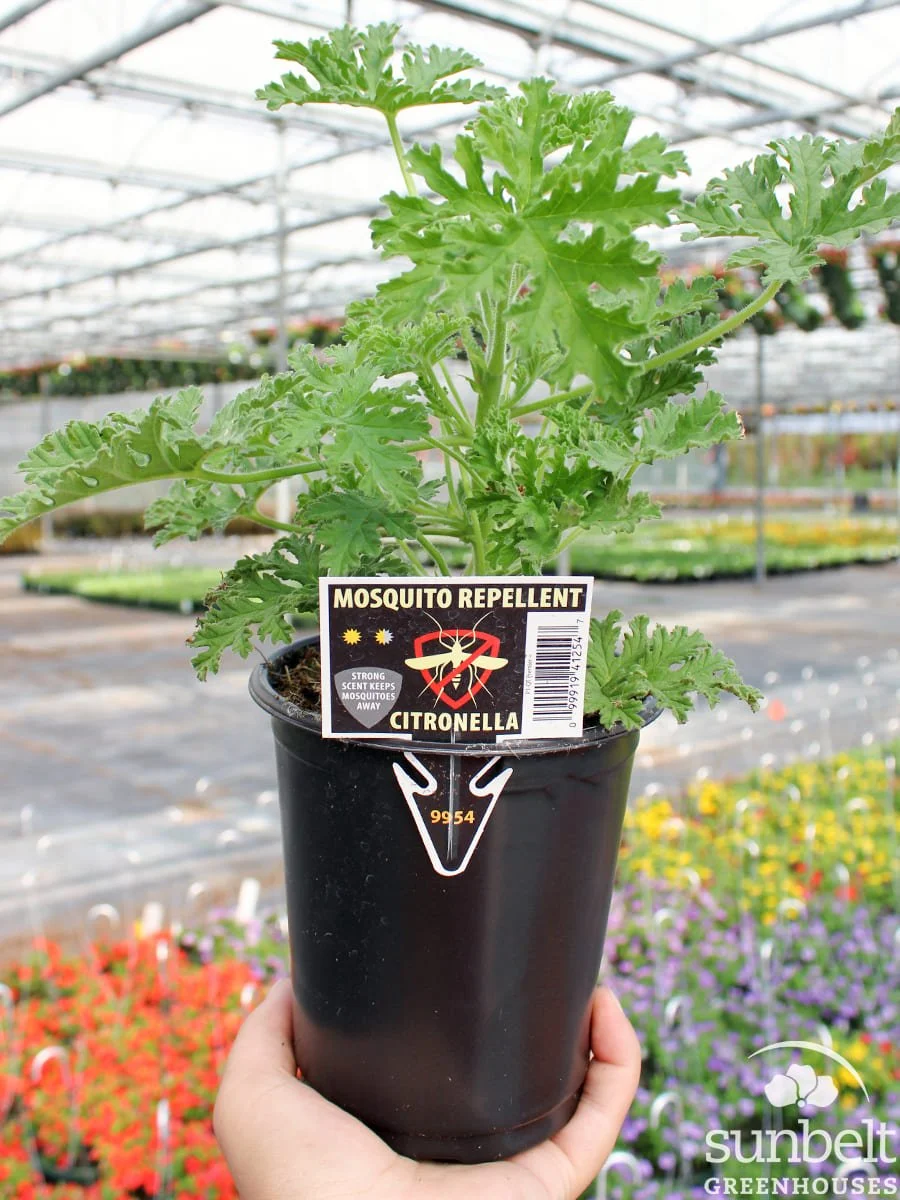 1Qt Citronella
