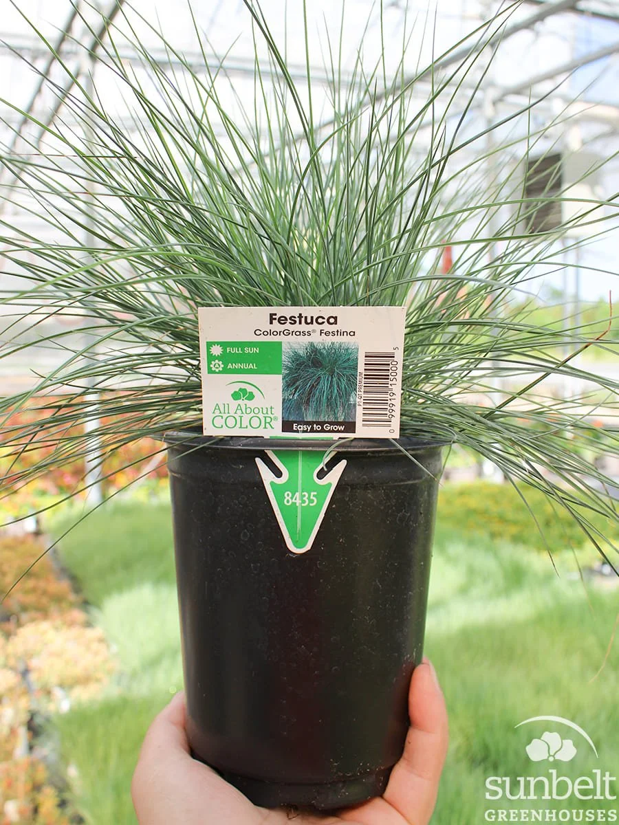 1Qt Grass Festuca Festina