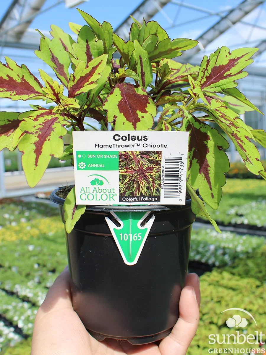 4.3" Coleus FlameThrower Chipotle